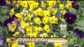 Arbordale Nurseries & Landscaping