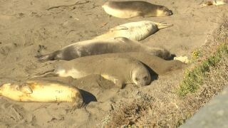 elephant seals.JPG