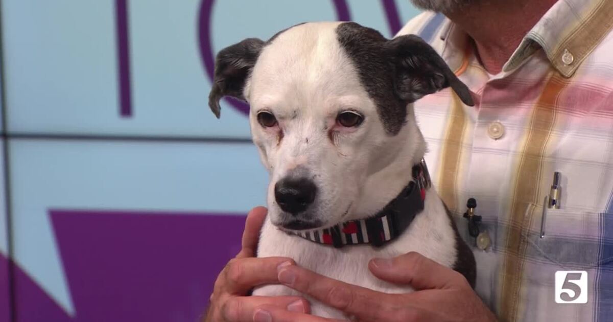 Answering Your Pet Questions