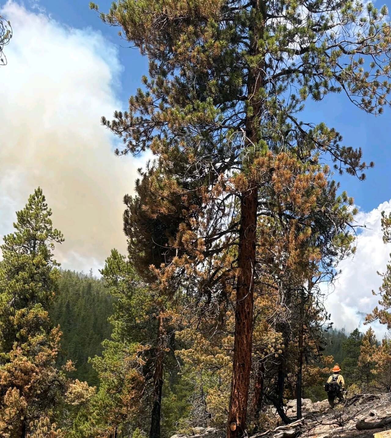 Willow Fire