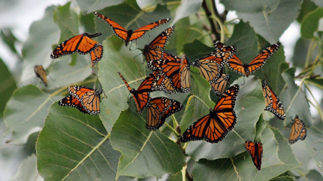 Thousands of monarchs stop by Lake Erie Thousands of monarchs stop by Lake Erie