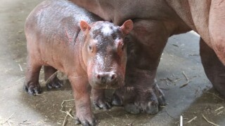 Bibi's baby 