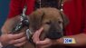 Purrfect Pet of the Week: “Cotton Candy” from KC Pet Project