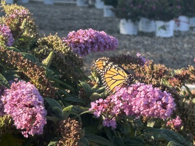 Summer butterflies