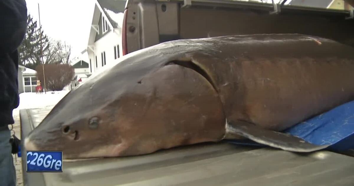 Sturgeon spearing season "off to a good start"