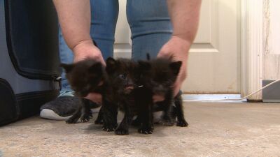 kittens.jpeg