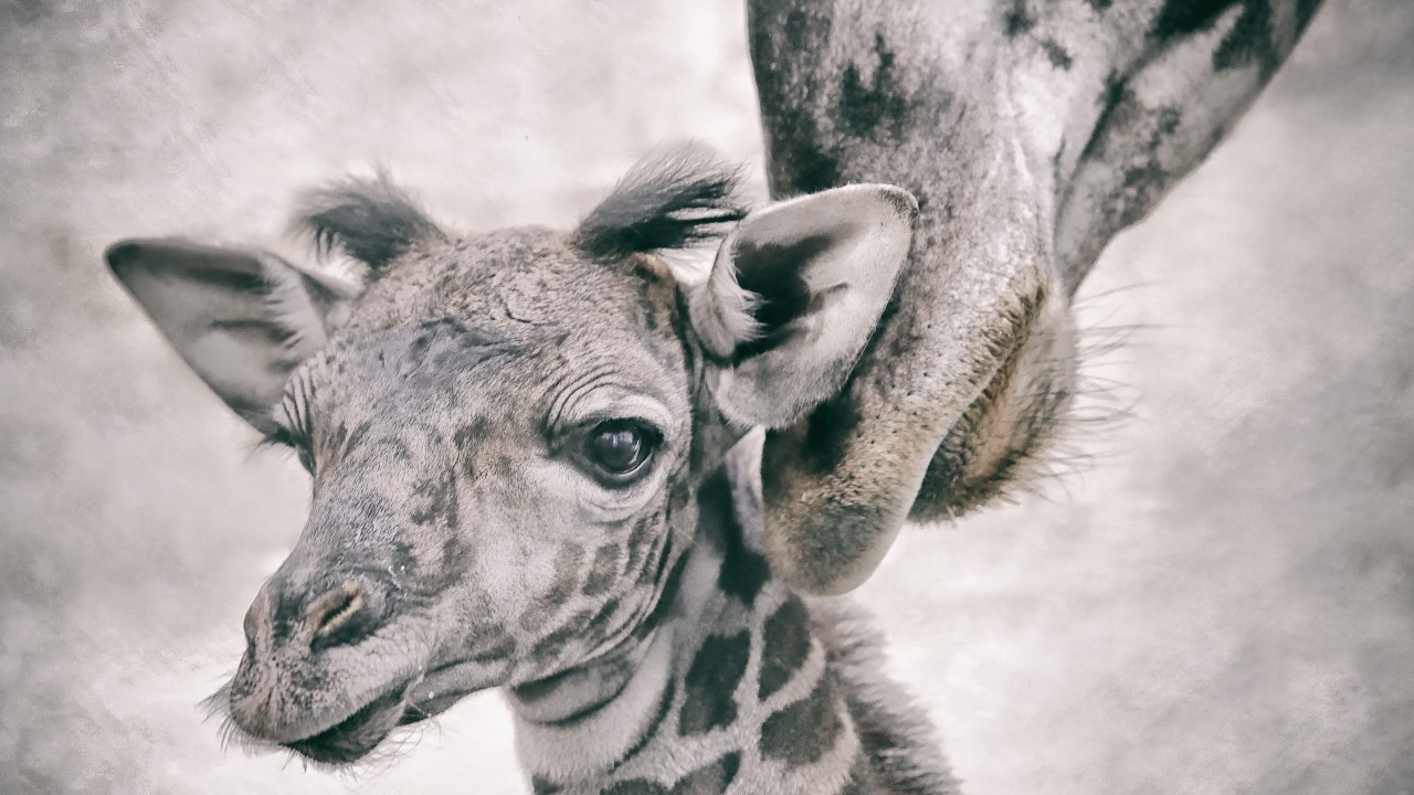 Cameron Park Zoo giraffe