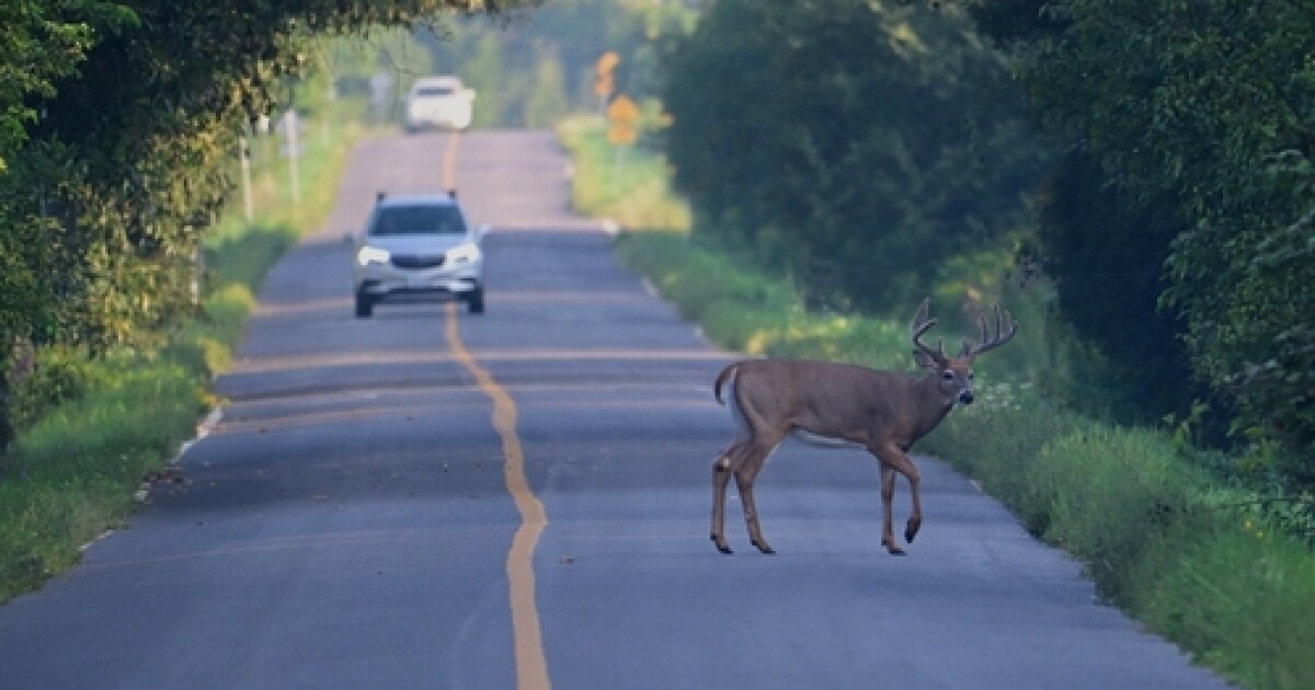 KYFW expands Chronic Wasting Disease surveillance zone to include 23 counties