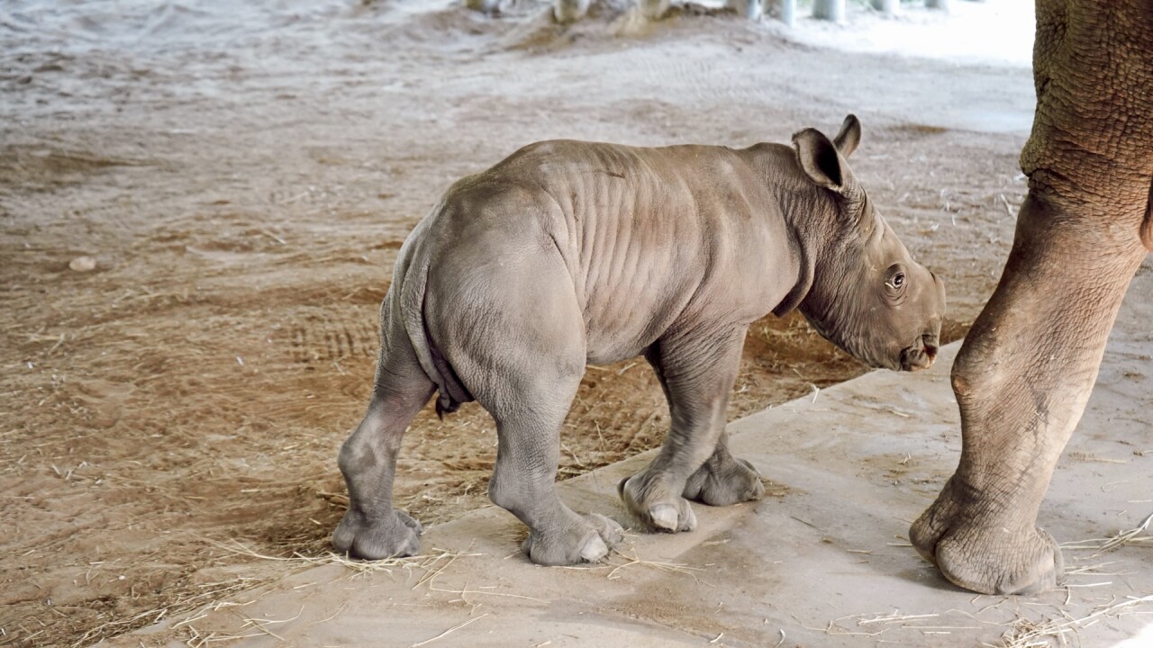 Rhino_baby_4.jpg