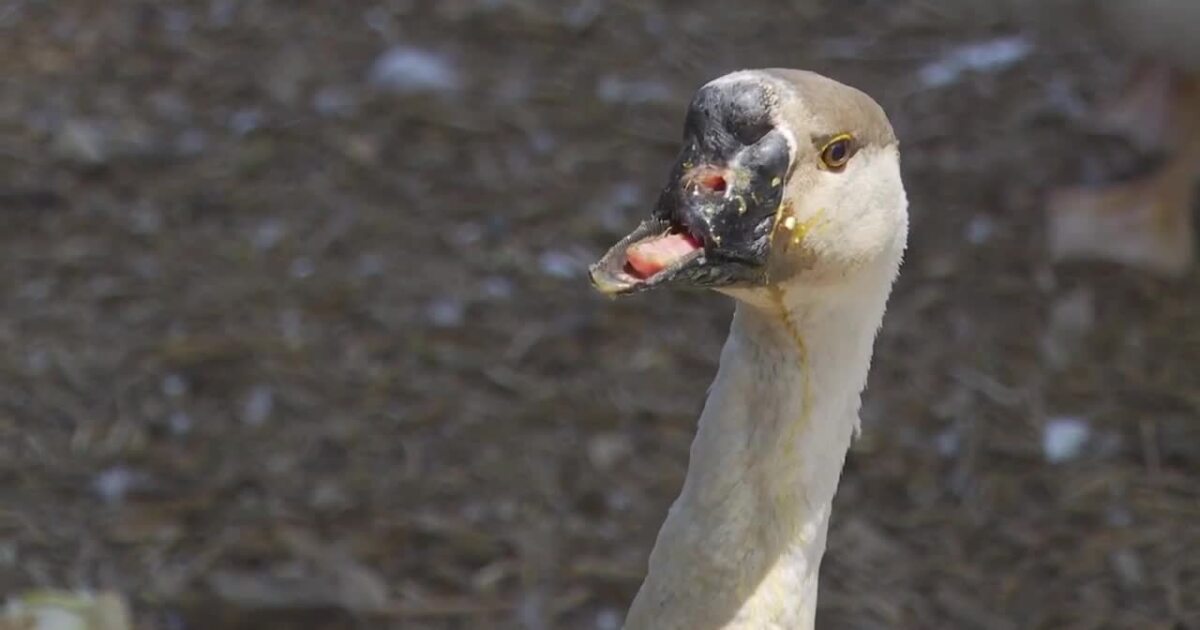Rescued goose in West Valley could get a new beak thanks to University of Utah students