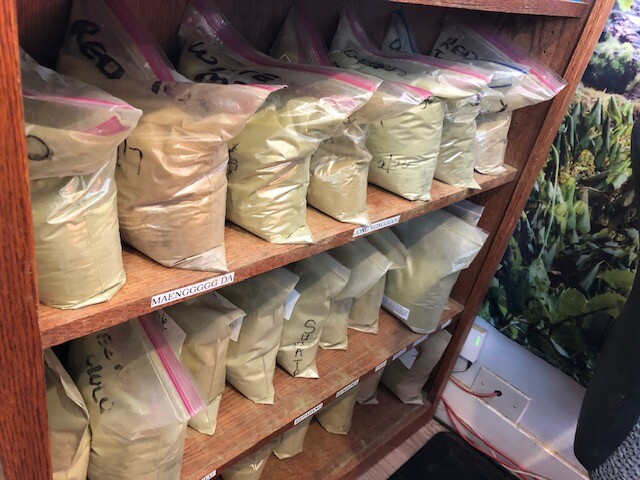 Kratom
