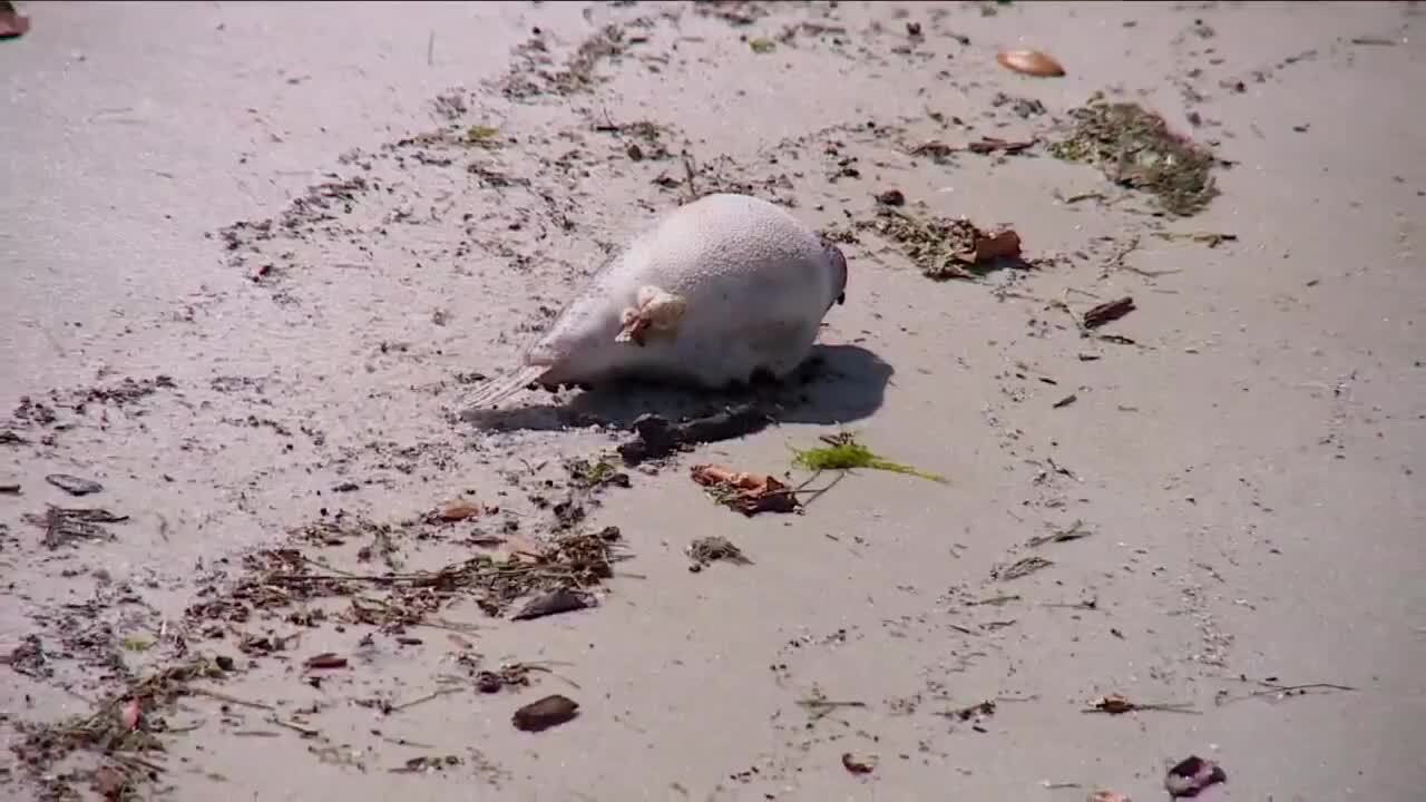 dead fish on beach in Sebastian, Aug. 1, 2023