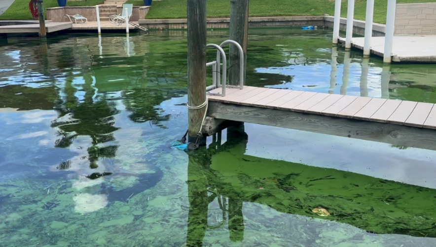 Warm temperatures and nutrients bring large amounts of blue-green algae to Cape Coral