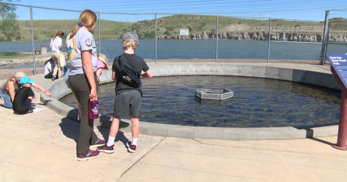 Trout slashed at the Giant Springs Fish Hatchery