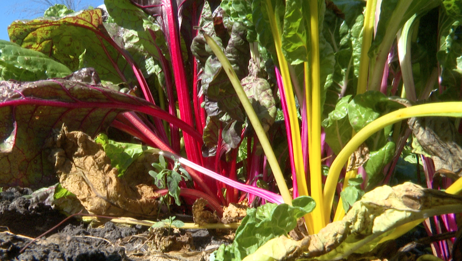 swiss chard