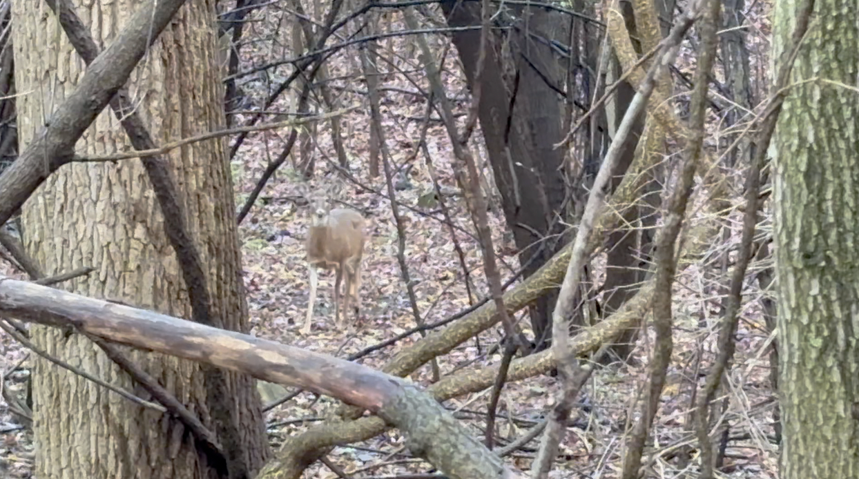 GRAND RAPIDS DEER 6.png