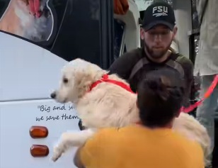 Big Dog Ranch Rescue. March 16, 20243