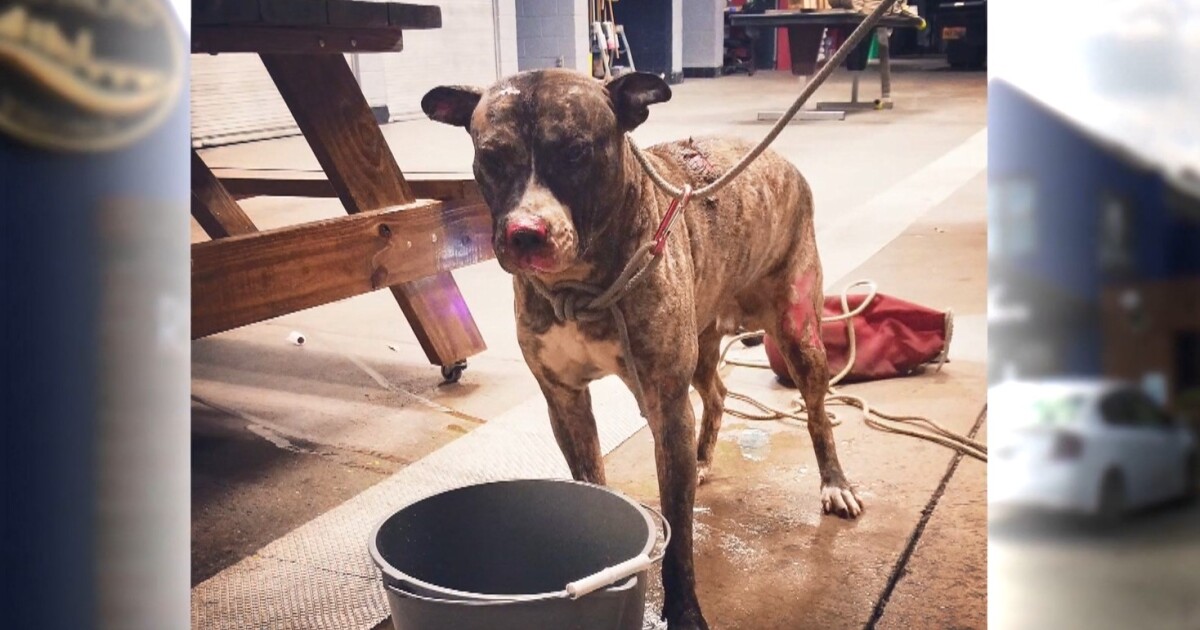 Tommie Fund raises over $155,000 for Virginia animal shelters