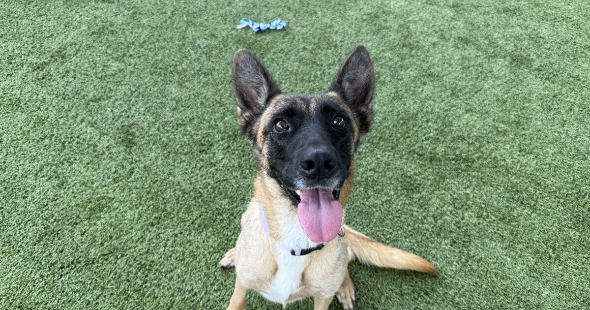 Pet of the Week: Maevis