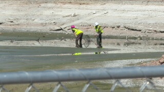 Wildlife groups continue turtle rescues as Gilbert renovates Freestone Park lakes
