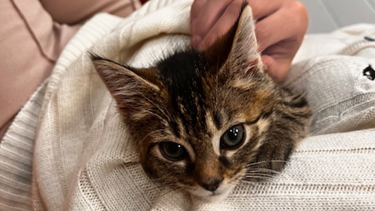 MARGO FOR WEB FROGTOWN FOSTERS.jpg