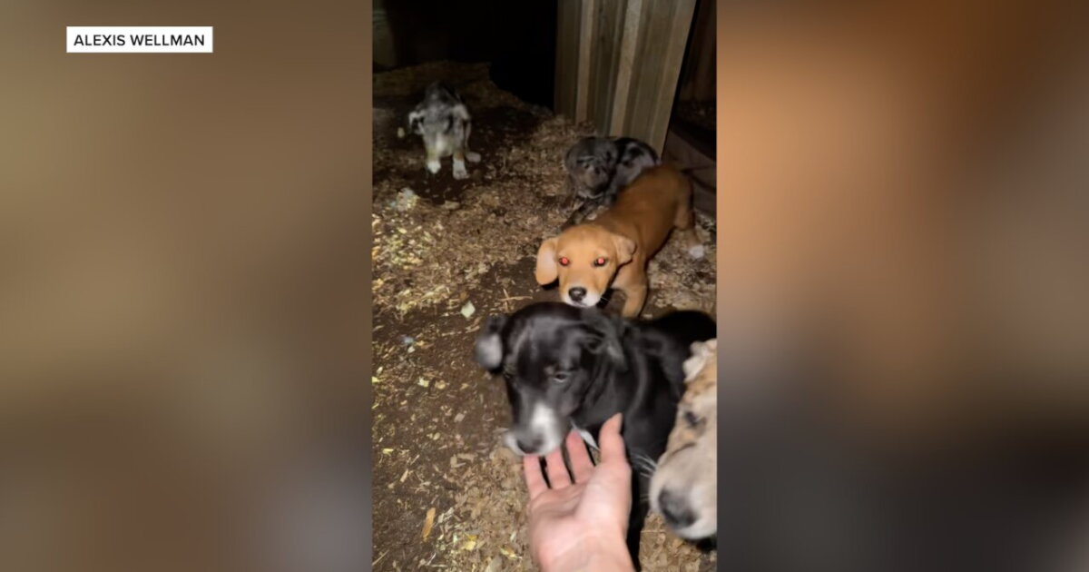8 puppies & their mother abandoned in Whitney; community to provide shelter