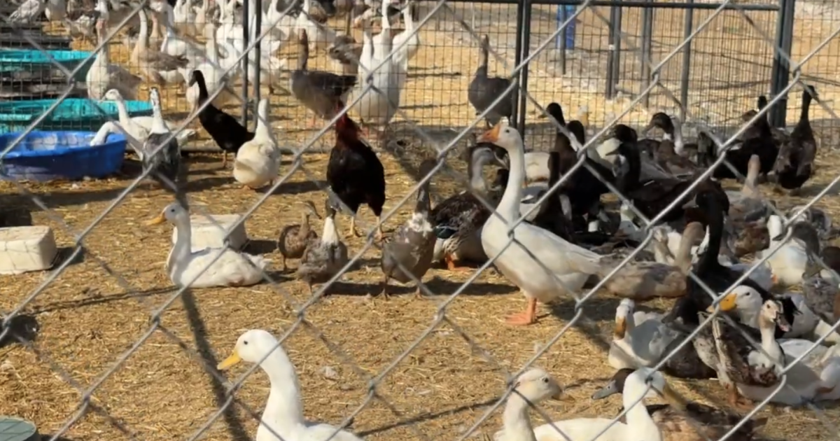 Más de 820 aves rescatadas de propiedad en Valley Center
