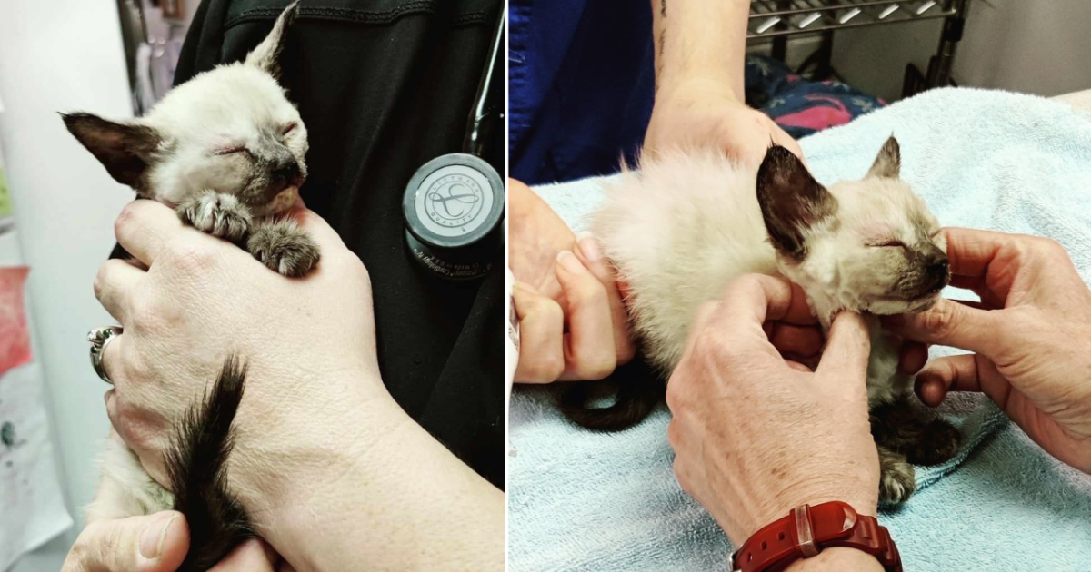 Abused kitten recovering after being found taped inside sandwich box - Vimarsana News