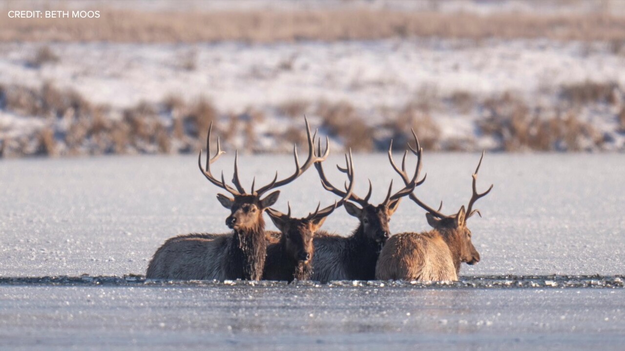 Elk Rescue - Beth Moos