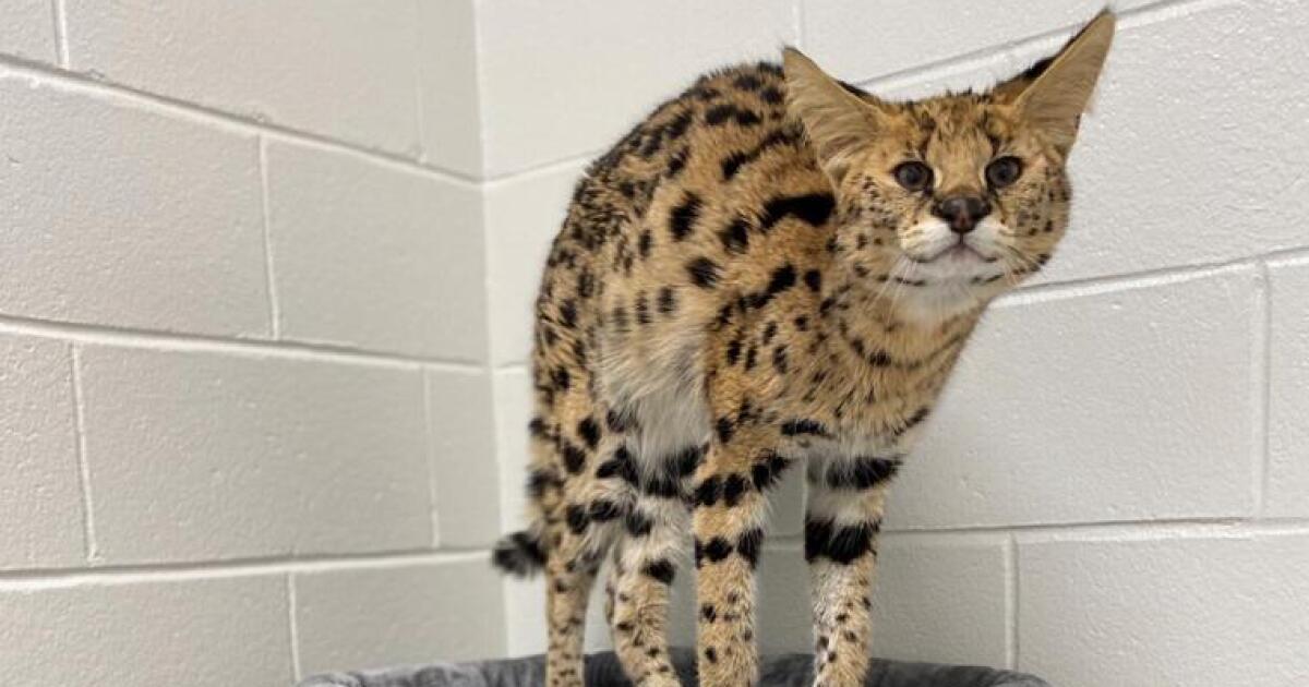 Hurt serval cat found in Boston to go to Minnesota sanctuary