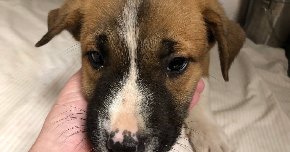 Pet adoption fees waived at these Tucson PetSmart ...