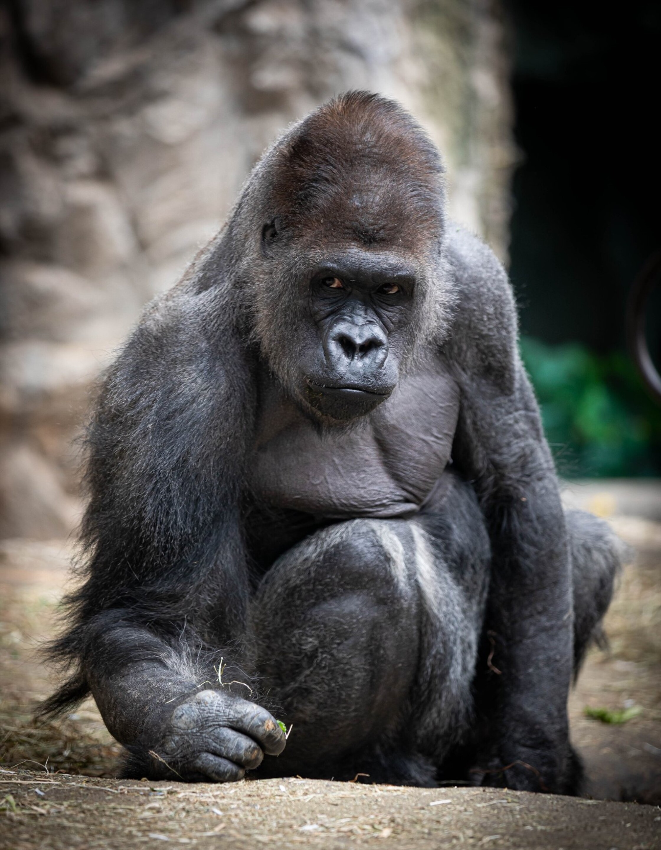 Buffalo Zoo announces death of silverback western lowland gorilla named