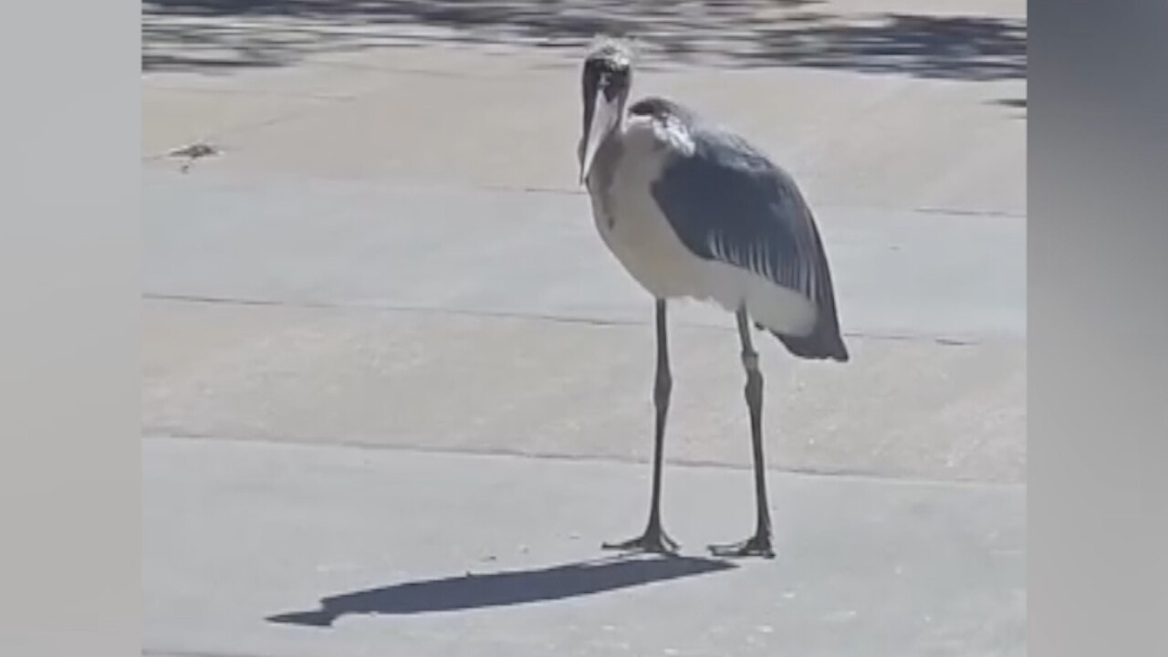 marabou stork 2.jpg