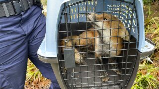 Capitol Fox Encounters