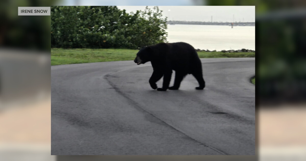 Bear Sightings Surge: Warnings Issued for Pet Safety