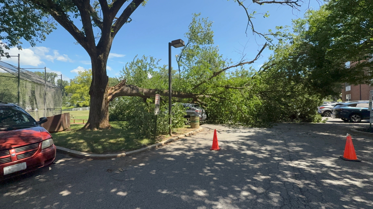 Tree branch crushes cars