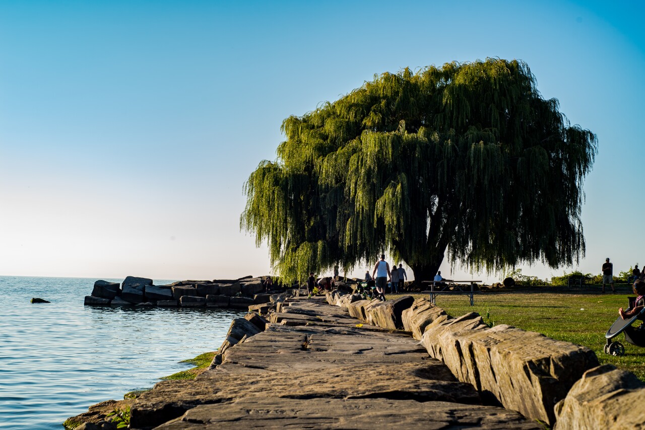 The Weeping Willow at Edgewater Park.
