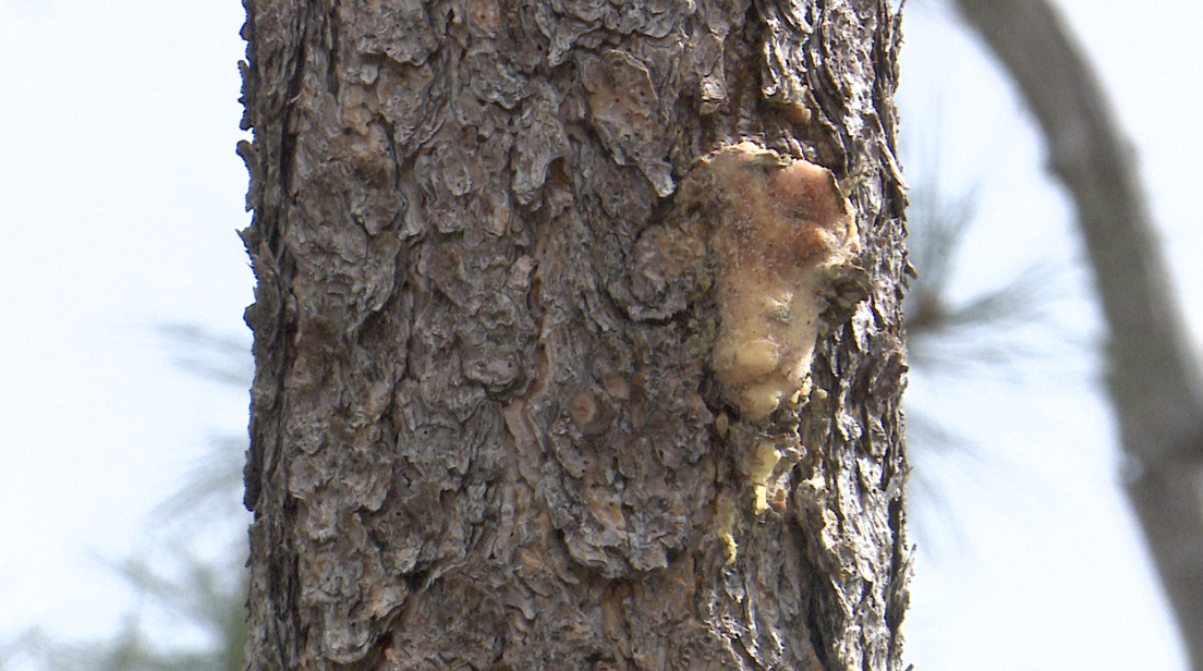 Tree with Bark Beetles