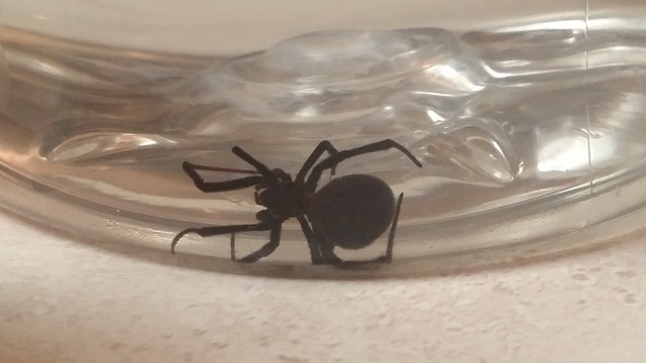 Blowtorch Used To Kill Spiders May Have Started House Fire