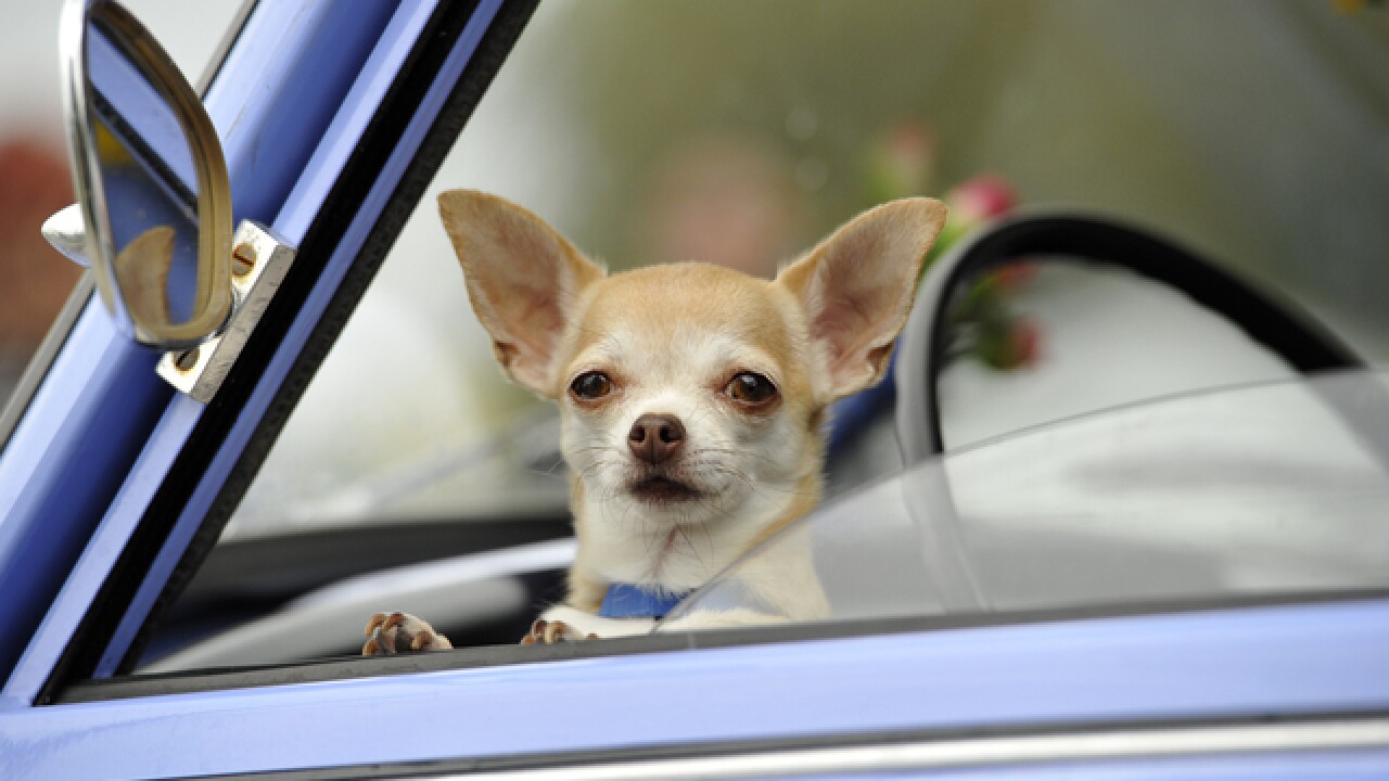 Keeping your 4-legged friends cool is important too