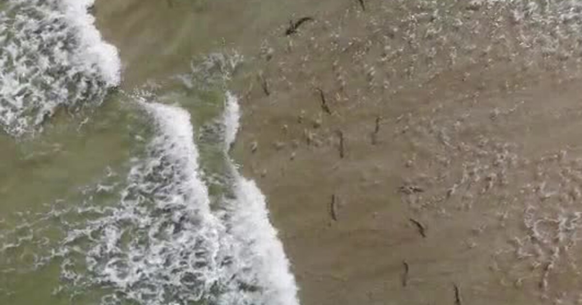 Video Drone Captures Aerial View Of Sharks Along New Smyrna Beach Florida