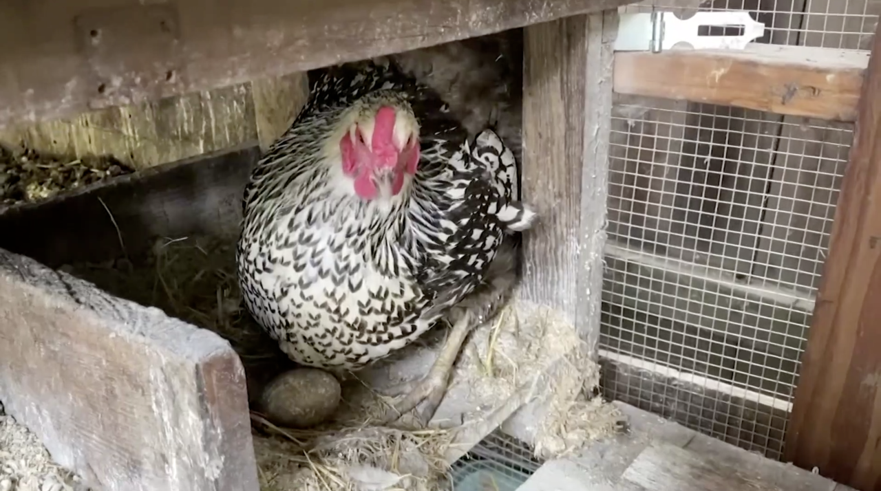Chickens could soon becoming to Eaton Rapids