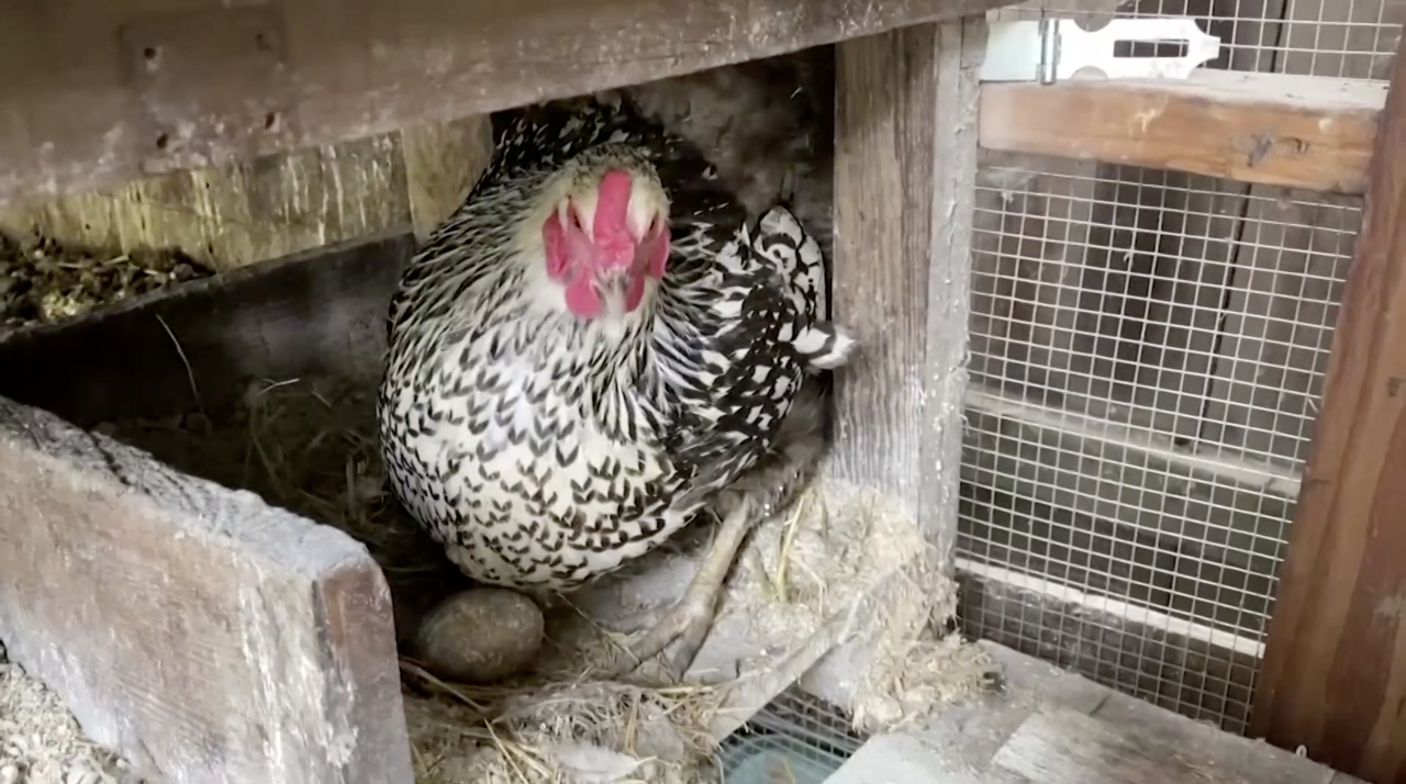 Chickens could soon becoming to Eaton Rapids 