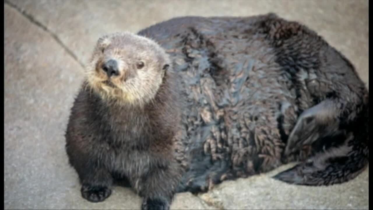monterey bay aquarium apologizes