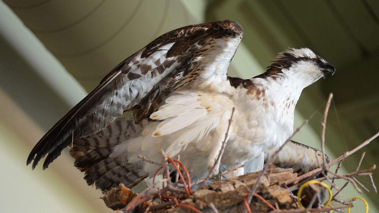 Taxidermy osprey