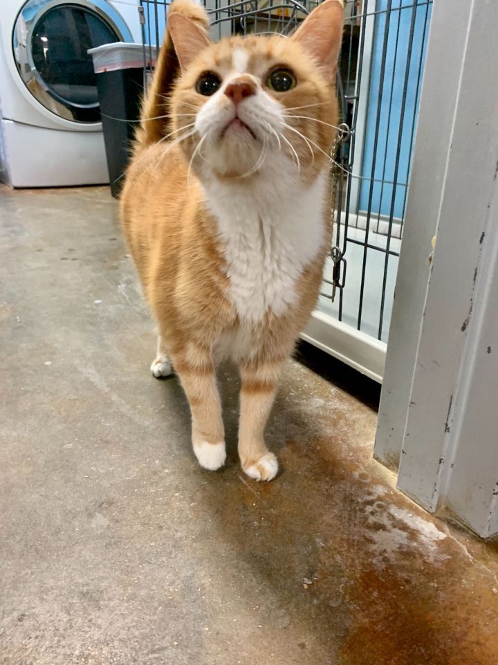 Pet of the Week: Tiger