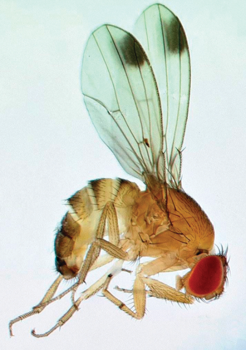 Fruit flies: Summer pests or scientific marvel?