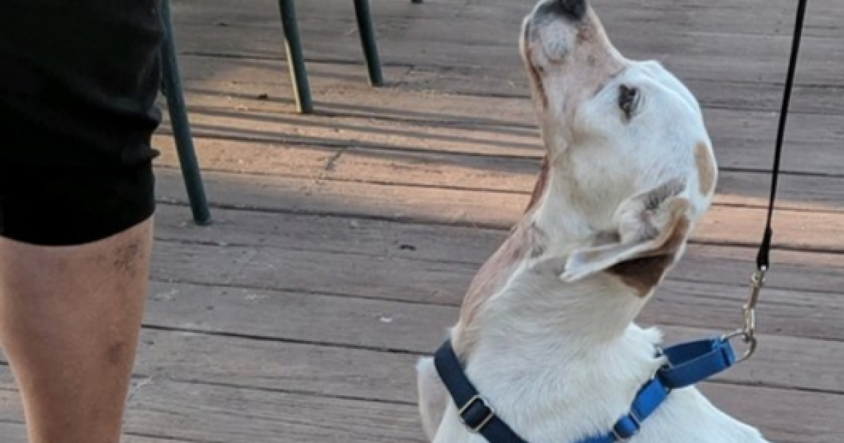 Dog found with throat cut, mouth shut near Cincinnati