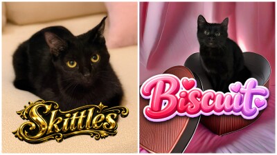 Pets Of The Week: Skittles and Biscuit