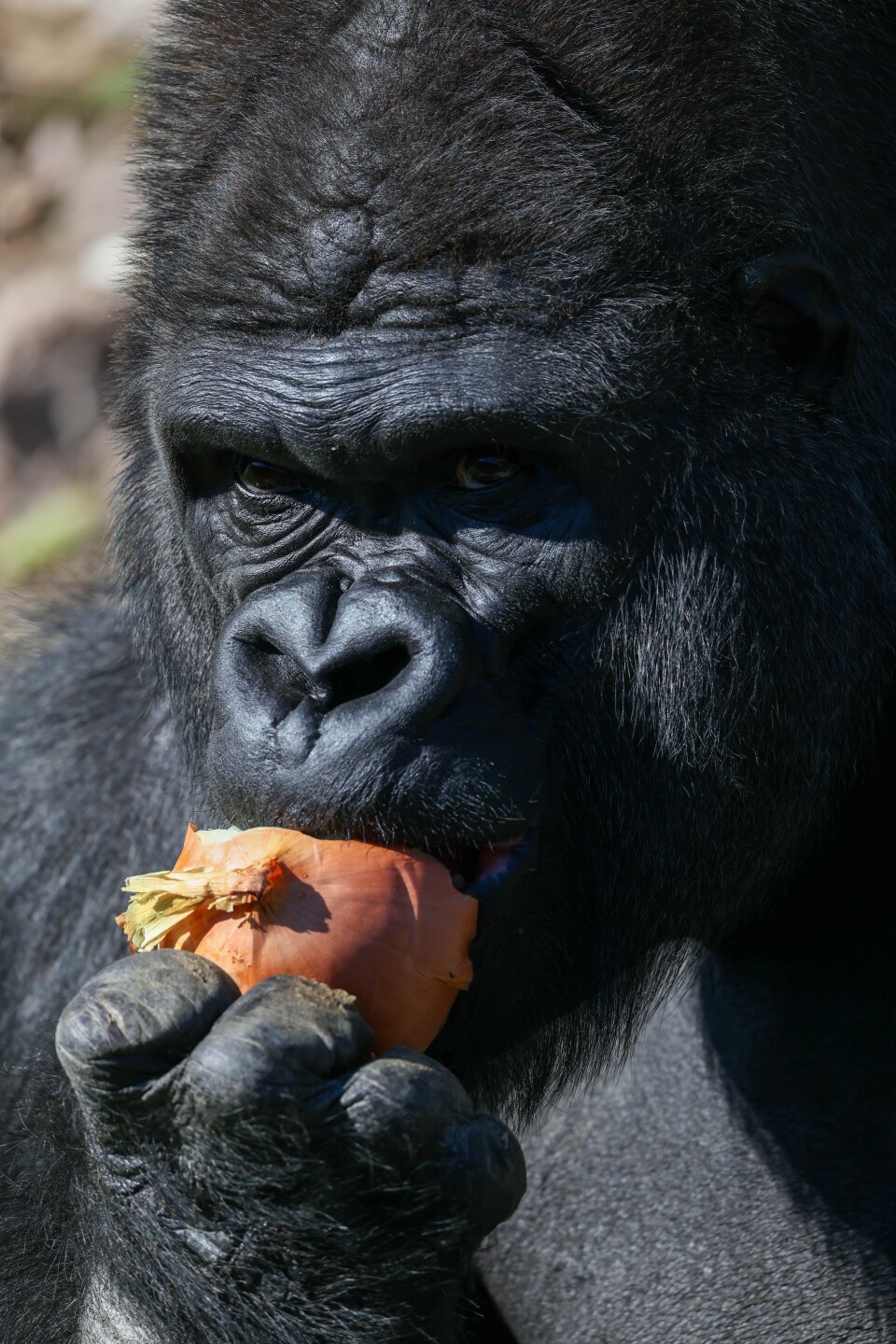 CMZoo PHOTO - Goma (dad).jpg